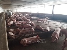 Đồng Nai yêu cầu 4 doanh nghiệp ngưng chăn nuôi tại 328 cơ sở