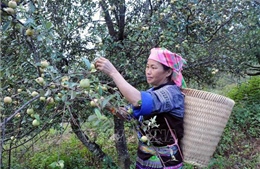 Sơn tra - cây xóa đói giảm nghèo ở vùng cao Sơn La 