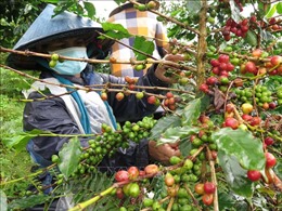 Tác động của biến đối khí hậu với người trồng cà phê Việt Nam qua cái nhìn của báo Đức