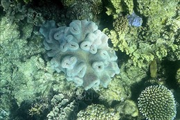 Australia tăng cường đầu tư cho công tác bảo tồn rạn san hô lớn nhất thế giới