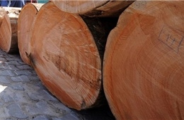 Tháo gỡ khó khăn, đảm bảo tính hợp pháp cho việc nhập khẩu gỗ từ châu Phi 