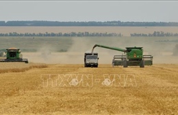 Ai Cập mua 235.000 tấn lúa mỳ của Nga     