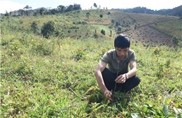 Nhiều diện tích rừng trồng tại Kon Tum bị chết 