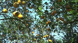 Khơi dậy tiềm năng cây ăn quả tại Yên Bái