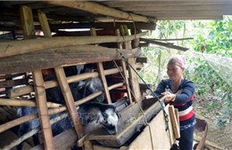 Vùng cao Sơn La chủ động phòng, chống đói, rét cho đàn gia súc 