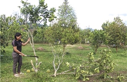 Khánh Hoà: Khuyến cáo nông dân không nên chặt bỏ cây bưởi da xanh