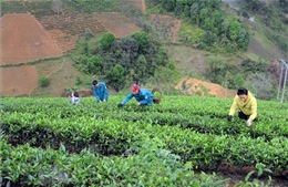 Hiệu quả Quỹ hỗ trợ nông dân tỉnh Sơn La