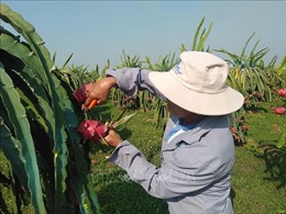 Bình Thuận tăng diện tích vùng trồng thanh long theo tiêu chuẩn VietGAP