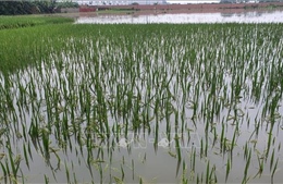 Thừa Thiên – Huế tập trung tiêu úng cứu hàng nghìn ha lúa mới gieo