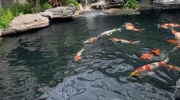 Hai trẻ tử vong do đuối nước trong bể cá Koi ở Hạ Long