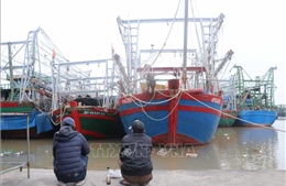Hải Phòng: Hàng trăm tàu cá nằm bờ do thiếu thuyền viên