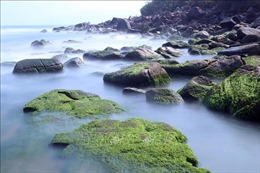 Mùa rêu xanh ở Nam Ô thu hút du khách tới Đà Nẵng