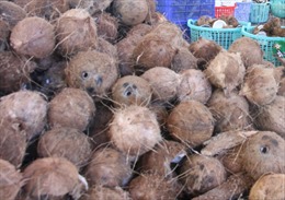 Giá dừa khô tại Trà Vinh tăng trở lại