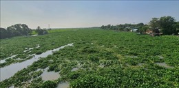 Tây Ninh: Nỗ lực xử lý lục bình phủ kín trên sông Vàm Cỏ Đông