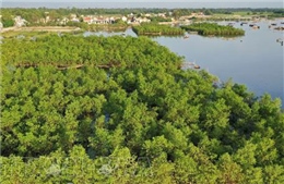 Thừa Thiên – Huế: Yêu cầu khôi phục diện tích trồng rừng ngập mặn bị san gạt, lấp đất