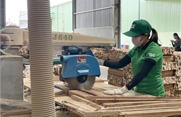 Ngành gỗ nỗ lực vượt khó - Bài cuối : Đồng bộ cho sản xuất và thương mại