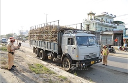 Gia Lai: Tăng cường kiểm soát tải trọng xe mùa cao điểm thu hoạch mía