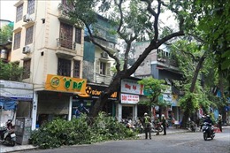 Hà Nội: Thay thế cây có nguy cơ gãy đổ trước mùa mưa bão