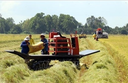 Kiên Giang sản xuất lúa cánh đồng lớn gắn với liên kết tiêu thụ