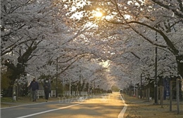 Nhật Bản có thể đón mùa hè sớm hơn thường lệ