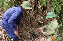 Giải pháp hạn chế cháy rừng tại Vườn Quốc gia U Minh Thượng