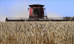 Trung Quốc đánh giá lại việc áp thuế quan với lúa mạch Australia