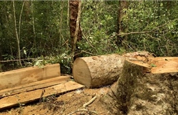 Phạt tù hai đối tượng vi phạm quy định về khai thác, bảo vệ rừng và lâm sản