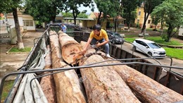 Phát hiện vụ vận chuyển gỗ lậu lớn ở vùng biên Gia Lai