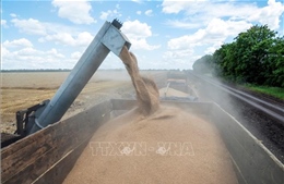 Ukraine dự kiến xuất khẩu 43 triệu tấn ngũ cốc, hạt có dầu