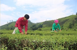 Lai Châu chú trọng phát triển nông nghiệp bền vững