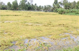 Trên 4.000 ha lúa tại Hậu Giang bị ảnh hưởng do mưa kéo dài