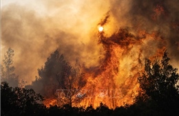 Nắng nóng gây cháy rừng tại Algeria khiến 15 người thiệt mạng