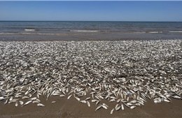 Cá chết hàng loạt tại các bãi biển ở miền Bắc Mexico 