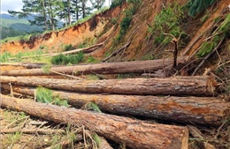 Bảo vệ rừng thông ở Lâm Đồng: Loay hoay câu chuyện người trồng - kẻ phá 