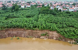 Phú Thọ: Cần khẩn cấp xử lý sạt lở nghiêm trọng bờ sông Thao