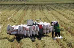 Xuất khẩu gạo trong tình hình mới - Bài 2: Xây dựng uy tín gạo Việt