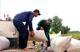Xuất khẩu gạo trong tình hình mới - Bài 3: Liên kết nâng chất vựa lúa ĐBSCL