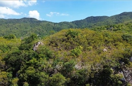 Hệ sinh thái rừng khô hạn độc đáo ở Khu Dự trữ sinh quyển thế giới Núi Chúa