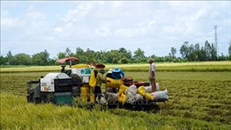 Nông dân Kiên Giang &#39;được mùa, trúng giá&#39; lúa Hè Thu