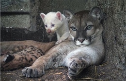 Báo sư tử bạch tạng hiếm có chào đời tại vườn thú ở Nicaragua