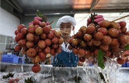 Nâng cao giá trị sản phẩm nông nghiệp Bắc Giang