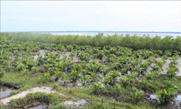 Đề xuất điều chỉnh đầu tư dự án trồng rừng ven biển ở 8 tỉnh, thành