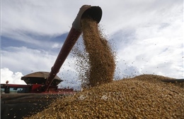 Mỹ Latinh dự báo vụ mùa ngũ cốc bội thu