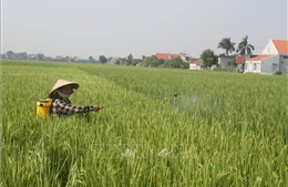 Kiểm soát sâu bệnh, dịch hại trên lúa mùa tại các tỉnh phía Bắc