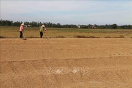 Giá lúa ở Trà Vinh giảm từ 500 - 800 đồng/kg 