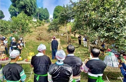 Lễ hội tôn vinh cây chè tổ: Bảo vệ và phát triển giống chè quý Suối Giàng
