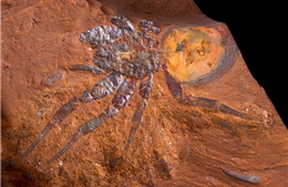 Phát hiện hóa thạch nhện cỡ lớn ở Australia 
