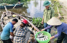 Hơn 50 tấn cá nuôi lồng bè ở Hà Tĩnh bị chết vì sốc nước