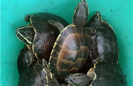 Phát hiện vụ vận chuyển rùa quý, hiếm ở U Minh Thượng