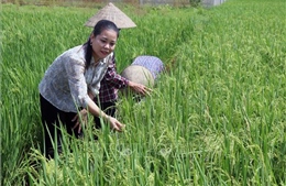 Gương Nông dân Việt Nam xuất sắc: Tích tụ ruộng đất, sản xuất nông sản đặc sản 